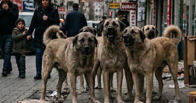 Lâ Edrî Yazdı:Durdurun Dünyayı İnecek Var/Sokak Köpekleri Meselesi..!
